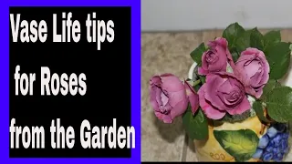 How to Harvest Shorter Stem Roses for Maximum Vase Life | Year Round Cutting Garden ~ Ep 54