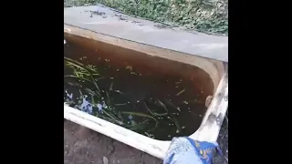 Пруд из старой ванны для рыбок