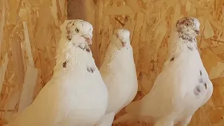 Андижанские голуби.