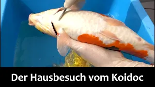 Ein Hausbesuch an einem Koiteich (Koidoc on Tour)