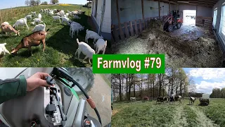 Farmvlog #79 Rinder und Ziegen kommen auf die Weide