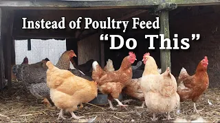 Economical Ways to Make Chicken Food Naturally (UPDATED)