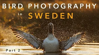 I Spent 3 Days Photographing Birds in Sweden – part 2