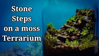 Stone Steps on a moss Terrarium | Terrarium