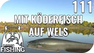 RUSSIAN FISHING 4 #111 - MIT KÖDERFISCH AUF WELS! 🎣 || PantoffelPlays