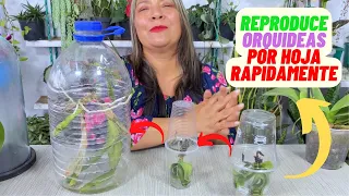 Reproduce Orquideas Por Hoja EN 10 MINUTOS Con Este Truco #orquidea #truco