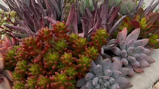 My Succulent Collection Backyard Update Tour | Succulent Garden Tour | Succulents | Winter Cactuses