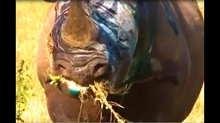 Браконьеры ранили черного носорога в лицо