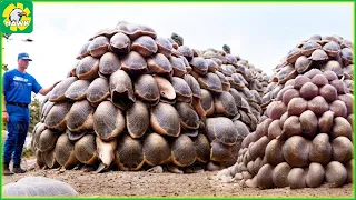 🐢 How Farmers Raise and Process Millions of Soft-Shelled Turtles | Farming Documentary