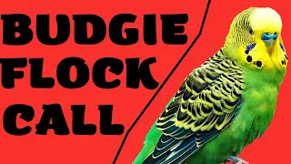 Budgie Flock Call