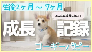 コーギー子犬の成長記録！どんどん成長していく姿をイッキ見【生後2ヶ月～7ヶ月】