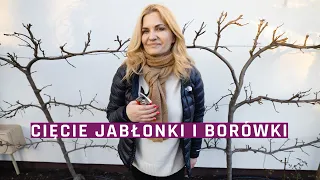 Cięcie jabłoni espalierowej i borówki amerykańskiej -ogród dla początkujących