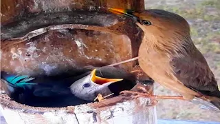 Chestnut tailed starling bird tries to feed a baby at the nest#birds