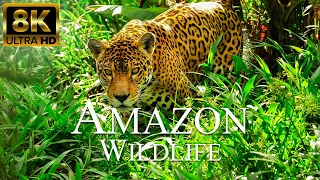 Amazon Wildlife 8K ULTRA HD | Wild Animals of Amazon Jungle | Relaxation Film