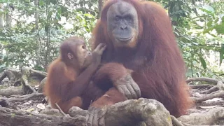 Breastfeeding orangutans in Sumatra