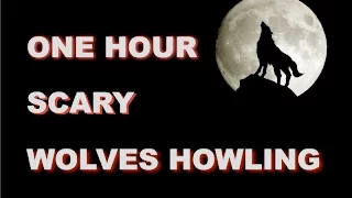 Wolves Howling Sounds | One Hour | HQ