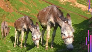 Burros en celo- Donkey meeting was successful in our village