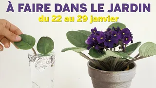 QUE FAIRE DANS VOTRE JARDIN DU 22 AU 29 JANVIER  RAPPELS PRATIQUES ET CONSEILS DE PATRICK ET ROLAND