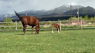 4 Days Old Morning Turnout