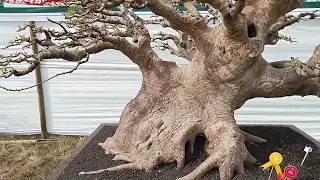 Pameran Bonsai Nasional Lombok Utara 2023