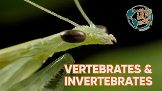 VERTEBRATES AND INVERTEBRATES