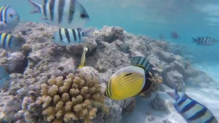 Coral Reef Abu Dabbab Bay - Snorkeling, Diving in Red Sea Marsa Alam Egypt HD GoPro