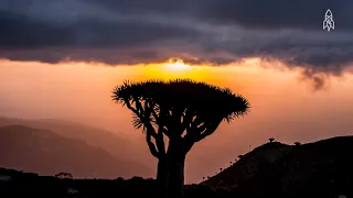 The Alien Beauty of Socotra Island Full HD