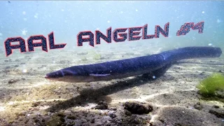 Aalangeln mit Wurm & Erfolg!! #4