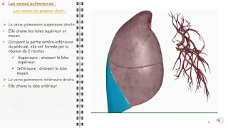 ANATOMIE FMPM PEDICULES PULMONAIRES