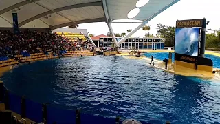 КАСАТКИ. ЛОРО ПАРК, Тенерифе. LORO PARQUE. Puerto de la Cruz. Tenerife. Spain