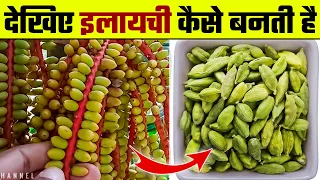 देखिए इलायची कैसे बनती है | Elaichi Kaise Banti Hai | Elaichi ki Kheti | Cardamom Farming