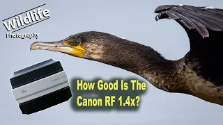 Wildlife Photography - How Good is the Canon RF 1.4x Extender?