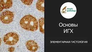 Основы иммуногистохимии | Элементарная гистология