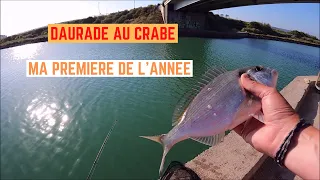 Ma PREMIÈRE DAURADE au CRABE de 2022