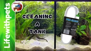 CLEANING A BETTA  FISH TANK