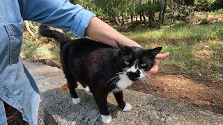 Dali the cat approaches my camera and purrs loudly