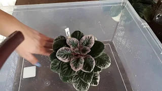 We can wet or wash an african violet plant, true or fake news