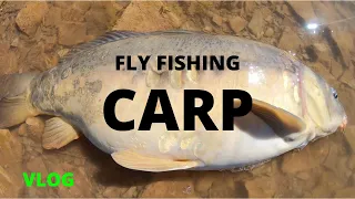 INSANE CARP FLY FISHING (also epic and sick)