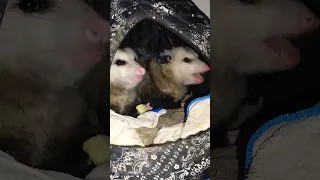 Funny opossums eating apple #funny #animals #opossum #shortvideo #shorts