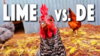 Natural Chicken Coop Disinfectant! Which Is BETTER? Lime OR Diatomaceous Earth