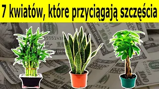 7 kwiatów które przyciągają do domu szczęście i bogactwo - wiem