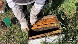 ΕΛΕΓΧΟΣ ΠΑΡΑΦΥΑΔΑΣ ΑΠΡΙΛΙΟΣ 2024 #aetos #beekeeping #music #melissa #honey #beekeeper #newbeekeeper