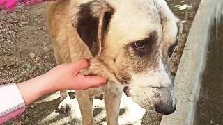 Loyal dog crying by the fence waiting for the owner to open the gate for days