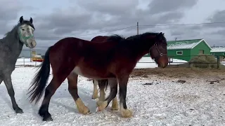 Владимирский тяжеловоз 2021 г.р на продажу