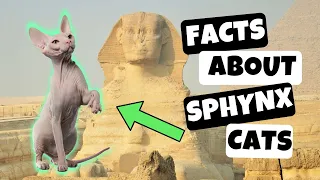 10 Interesting Facts About Sphynx Cats