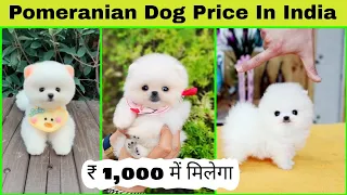 Pomeranian Dog Price In India | Teacup dog price in india | Pomeranian Dog | cute puppies price in