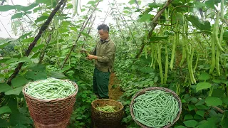 65 Days days to harvest corn, beans, potatoes, guava, and palm trees to sell at the market