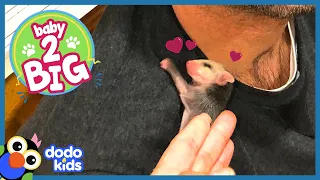 This Finger-Sized Opossum Grows Up To Be A Big, Cuddly Party Animal | Baby 2 Big | Dodo Kids