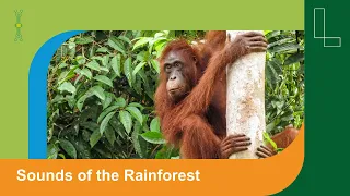 Borneo: The Symphony of the Rainforest