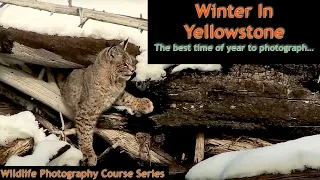 Winter Photography in Yellowstone Part 2   Wild Photo Adventures